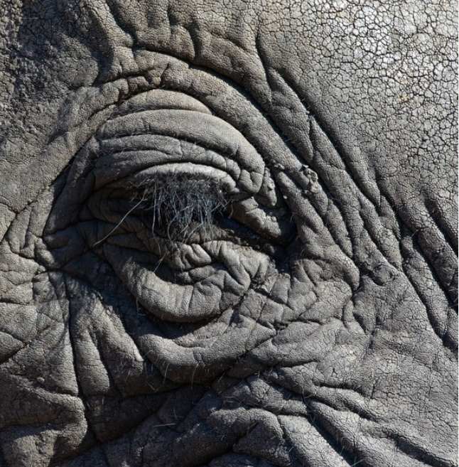 Elephants in Chobe